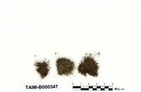 藏品(澤苔屬)的圖片